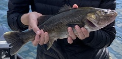 Creole Perch photo 2