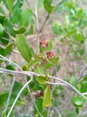 Mascarenhasia