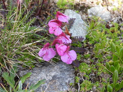 Pedicularis kerneri