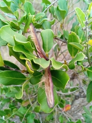 Mascarenhasia