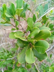 Mascarenhasia