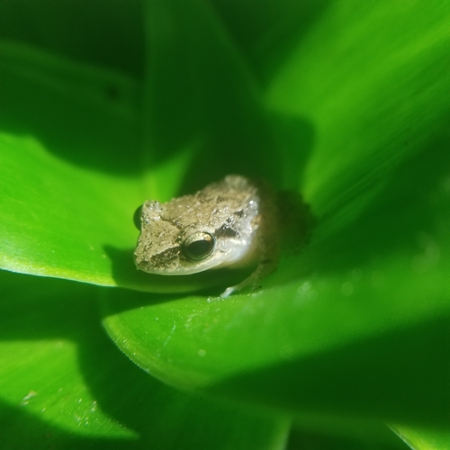 Lesser Antillean whistling frog photographed in Grenada
