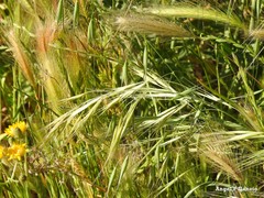 Bromus sterilis