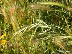 Bromus sterilis