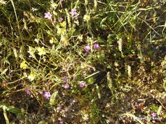 Spergularia purpurea
