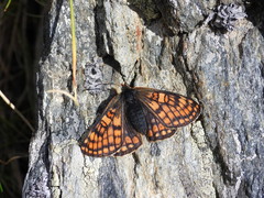 Euphydryas cynthia