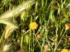 Lolium rigidum