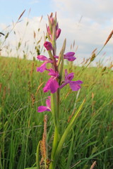 Anacamptis palustris