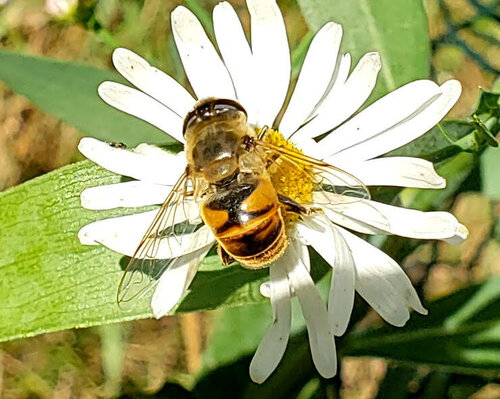 Unknown species found near Town of Delton,  Sauk County, WI, USA
