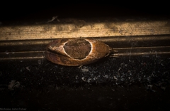 Hoplomorpha abalienella