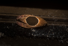 Hoplomorpha abalienella