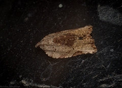Meritastis ursina