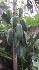 Vasconcellea × pentagona