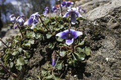 Viola serpentinicola