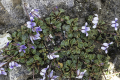 Viola serpentinicola