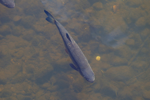 Squalius cephalus