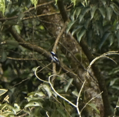 Ficedula westermanni