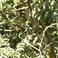 Ficedula westermanni