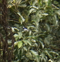 Ficedula westermanni