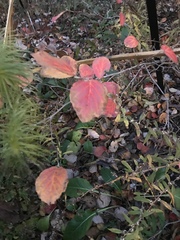 Fothergilla