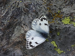 Pontia callidice