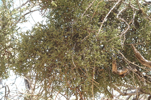Nama Mistletoe (Viscum schaeferi)