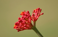 Jatropha multifida