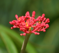 Jatropha multifida