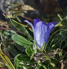 Campanula tridentata