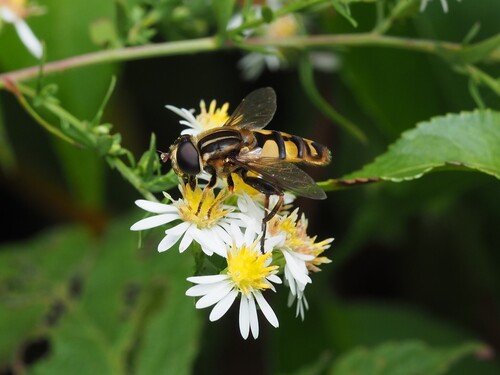 Narrow-headed Marsh Fly photo 4