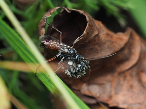 Caliadurgus fasciatellus photo 5