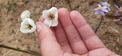 Ornithogalum dubium