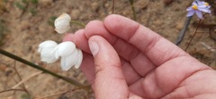 Ornithogalum dubium