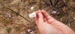Ornithogalum dubium