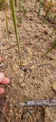 Ornithogalum dubium