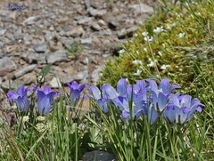 Campanula tridentata