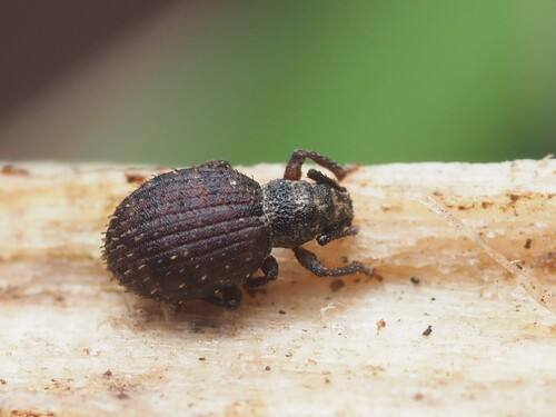 Hair-banded Broad-nosed Weevil