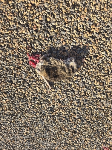 Hispid Cotton Rat