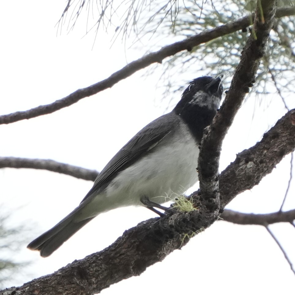 White-bellied Whistler (Pachycephala leucogastra), photo 3