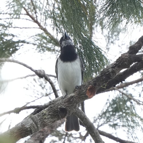 White-bellied Whistler (Pachycephala leucogastra), photo 8