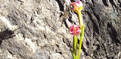 Disperis paludosa