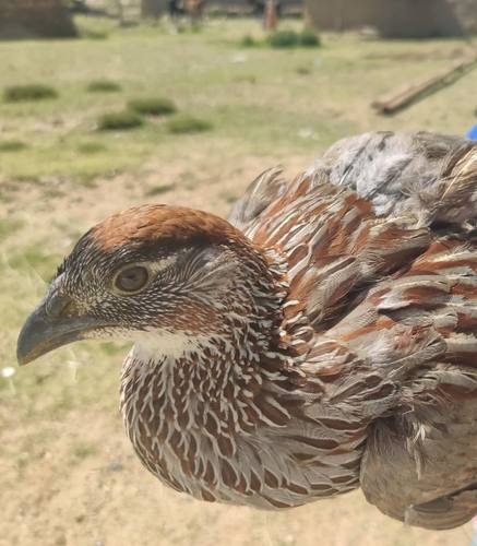 Erckel's Spurfowl