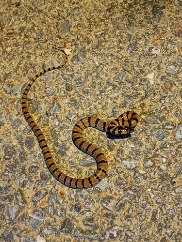 Luding Kukri Snake