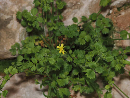 yellow purpusia (Ivesia arizonica)