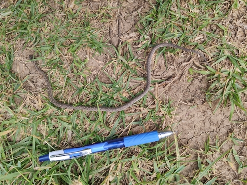 Egg-eating Snake