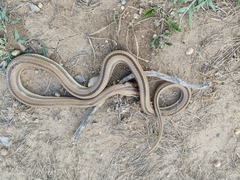 Pseudoboodon lemniscatus