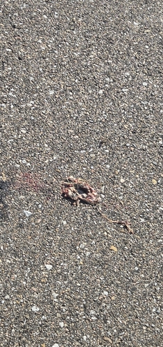 Plains Leopard Frog