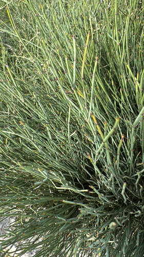 Ephedra procera, photograph 2