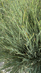 (c) William Stephens, some rights reserved (CC BY) Ephedra procera, photograph (c) William Stephens, some rights reserved (CC BY)