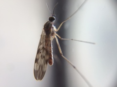 Sylvicola